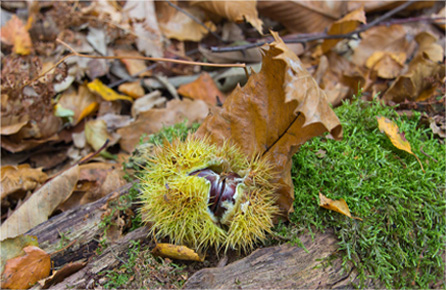 会员商城正版的无限呼叫别人电话的软件